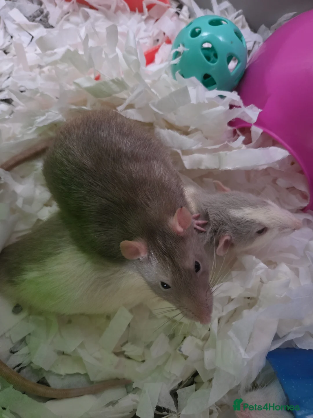 Rat rodents for sale: 4 male rats+setup+bedding+food in Hull - Advert 2