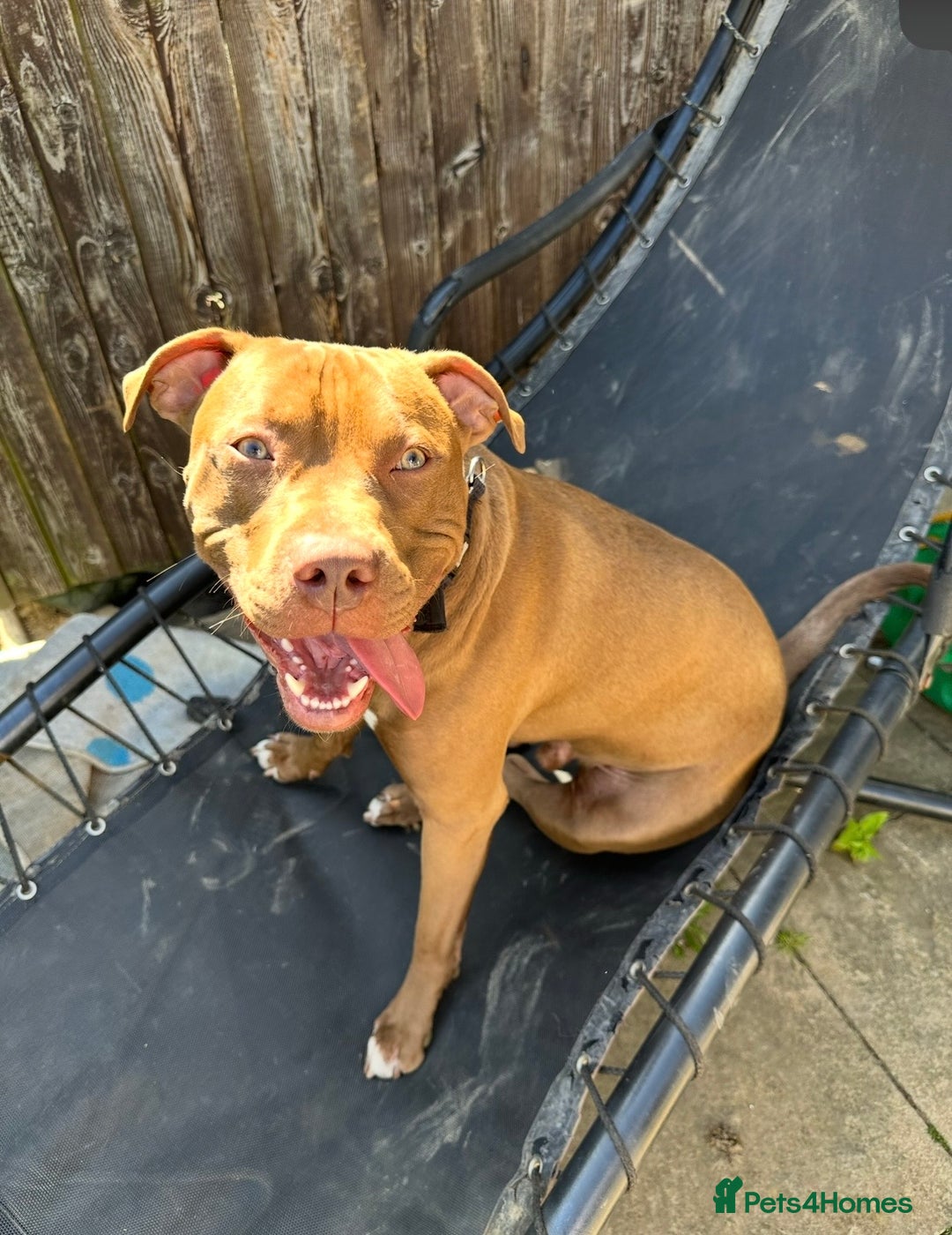 Mixed Breed dogs for sale: STAFFORDSHIRE X AMERICAN BULLY DOG 3YO URGENT - Advert 2