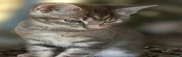 Mixed Breed cats for sale: 4 attractive Turkish Angora/Maine Coon kittens in Newquay - Advert 26
