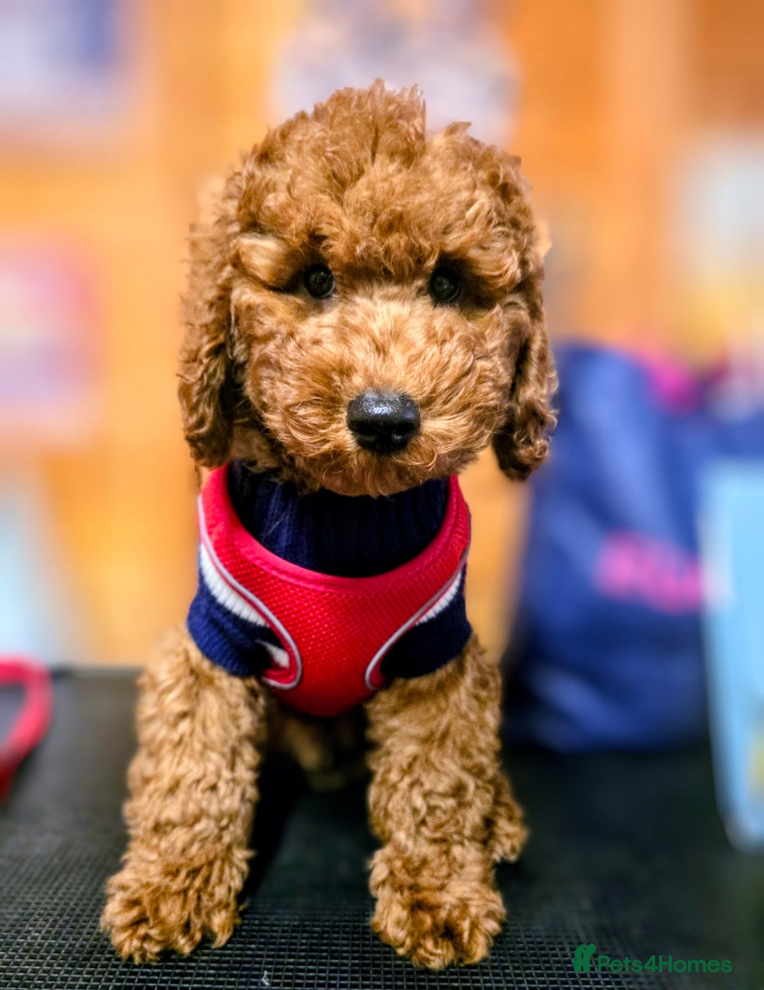 Miniature Poodle dogs for sale: MINIATURE POODLE BOYS NOW AVAILABLE!  - Advert 1