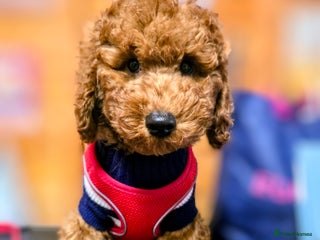 Miniature Poodle dogs MINIATURE POODLE BOYS NOW AVAILABLE! - Advert 2