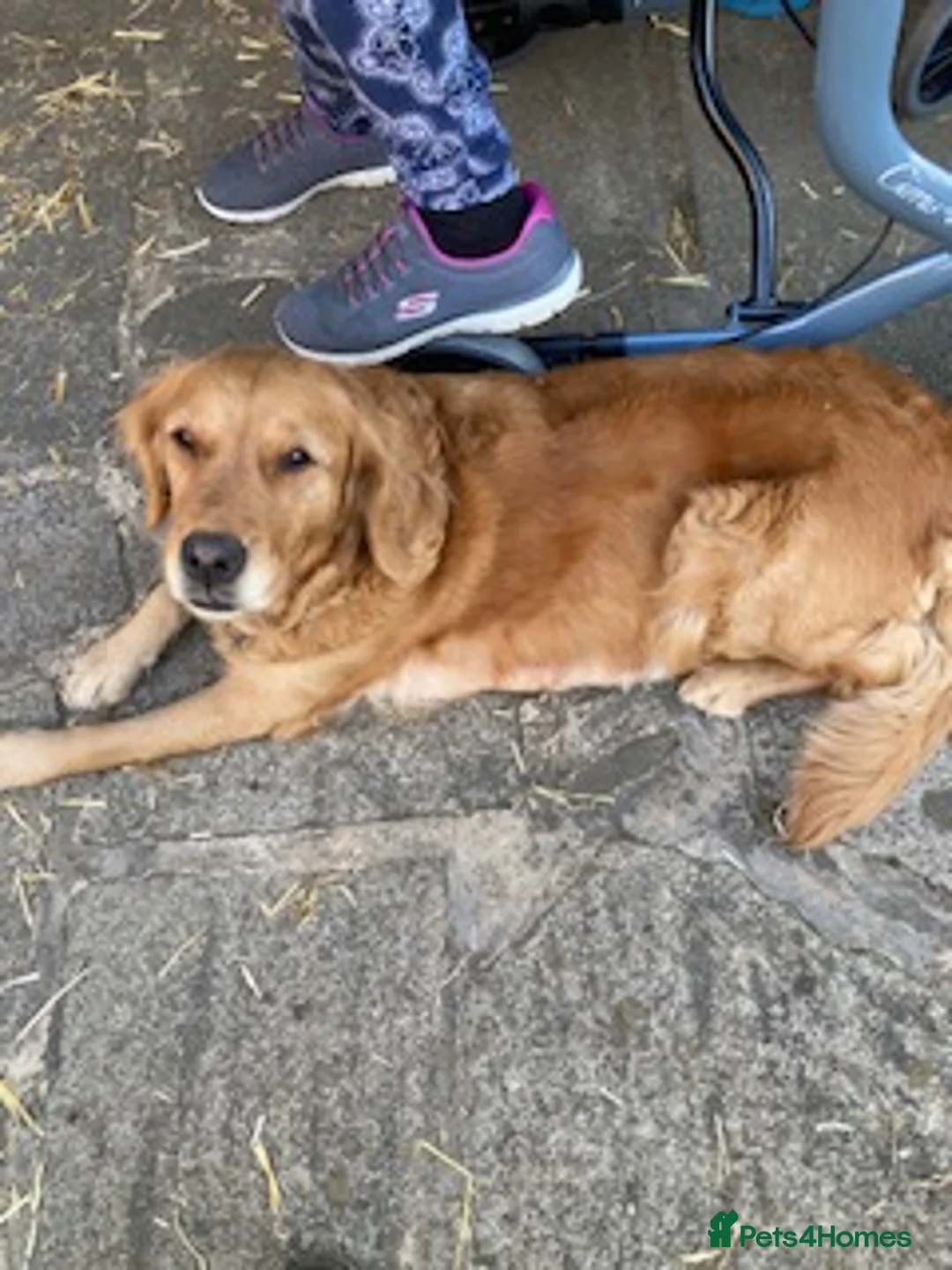 Golden Retriever dogs for sale: Golden retriever - Advert 1