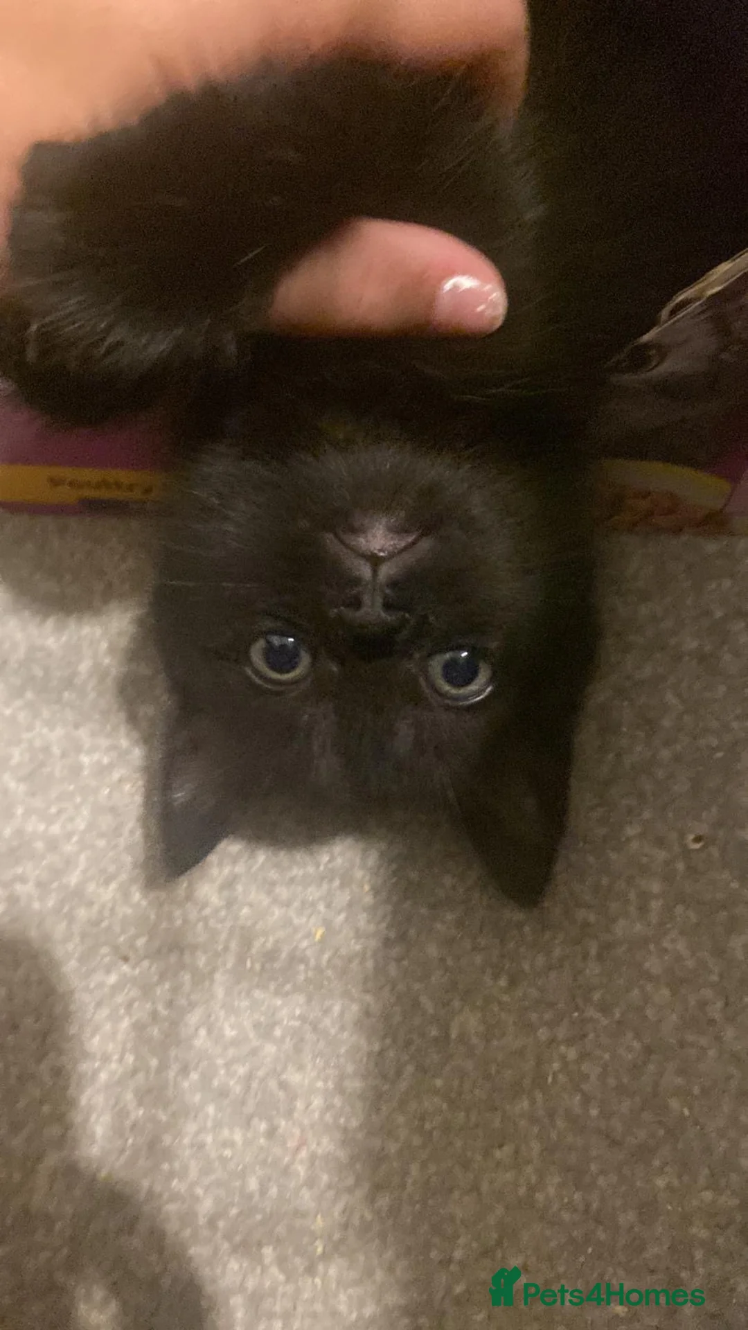 Mixed Breed cats for sale: Beautiful kittens for sale  - Advert 4