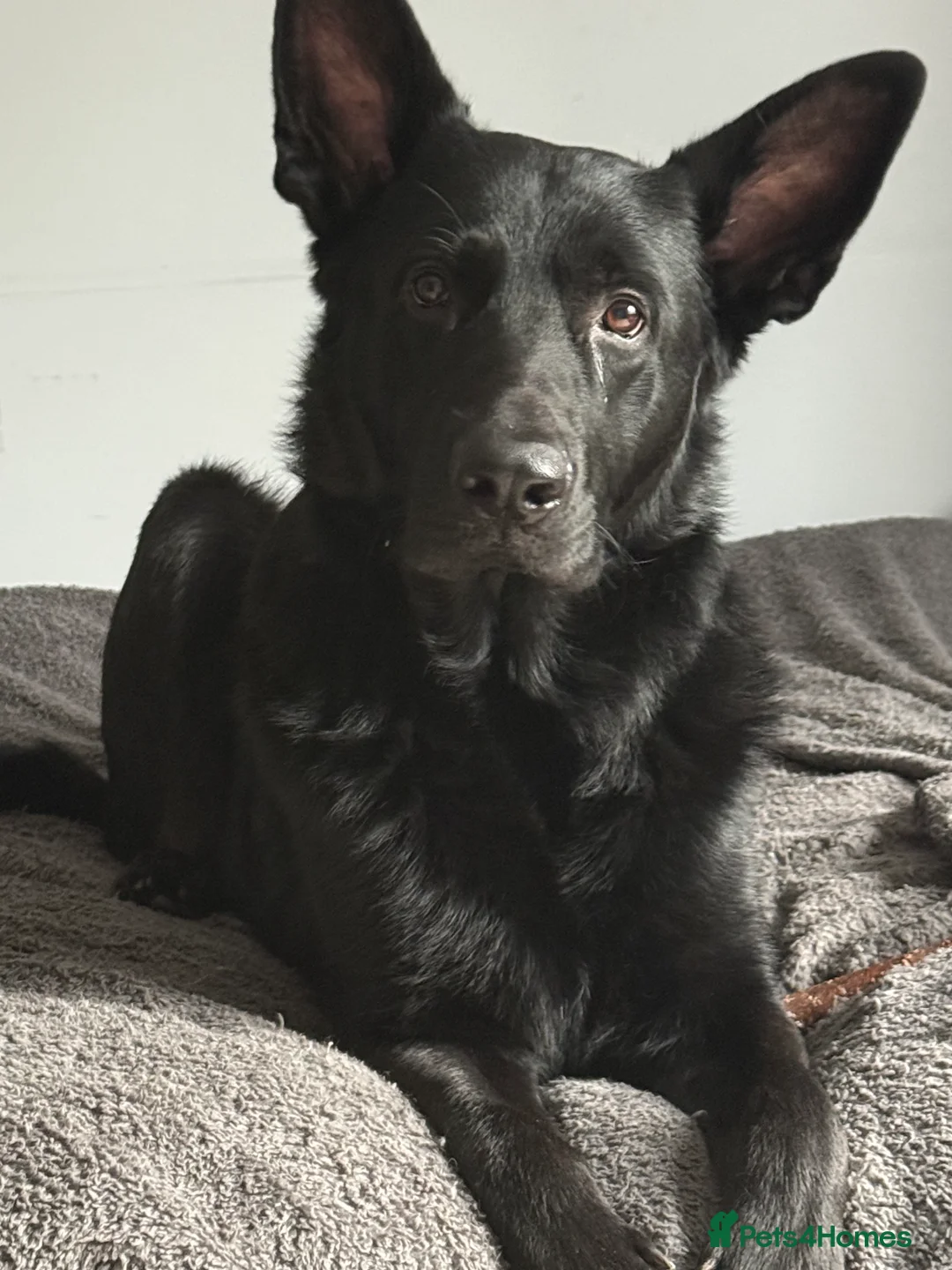 German Shepherd dogs for stud: Purebred GSD Male For *STUD*  in St Albans - Advert 1