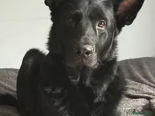 German Shepherd dogs Purebred GSD Male For *STUD* in St Albans - Advert 3