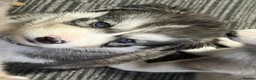 Siberian Husky dogs for sale: Stunning husky pups  - Advert 1