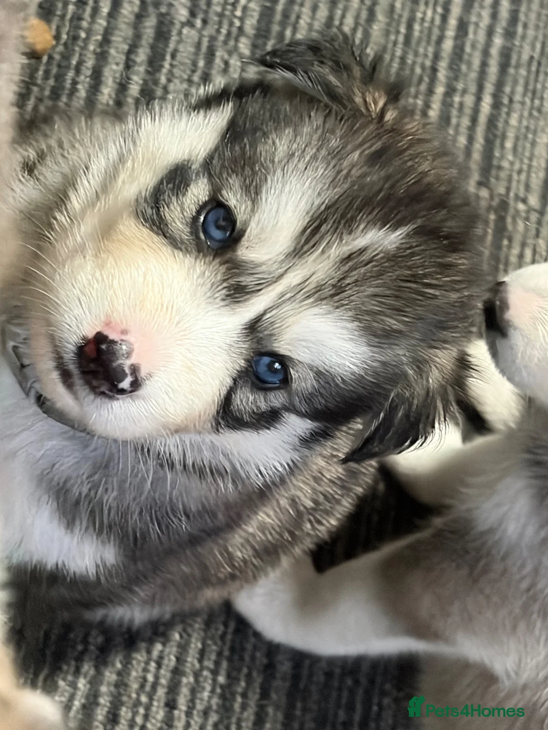 Siberian Husky dogs for sale: Stunning husky pups  - Advert 1