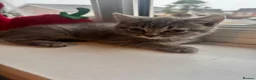 British Shorthair cats for sale: British shorthair kitten Molly  in Slough - Advert 6