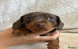 Miniature Dachshund dogs for sale: 3 gorgeous Chocolate and tan Girls  - Image 9