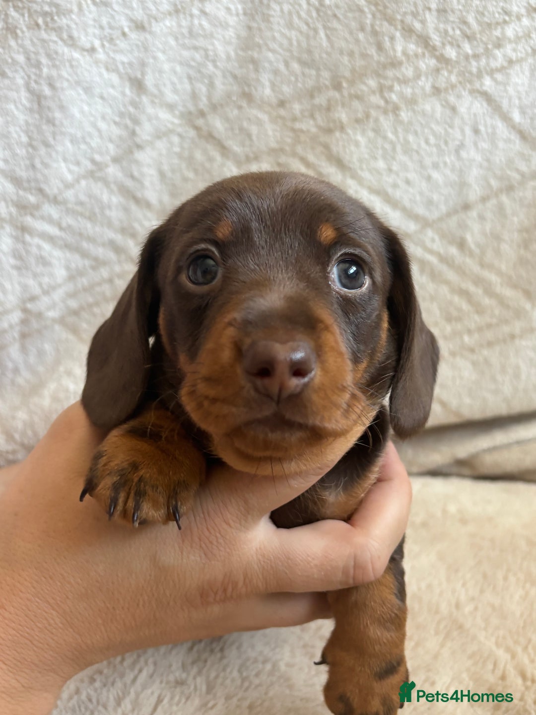 Miniature Dachshund dogs for sale: 3 gorgeous Chocolate and tan Girls  - Image 9