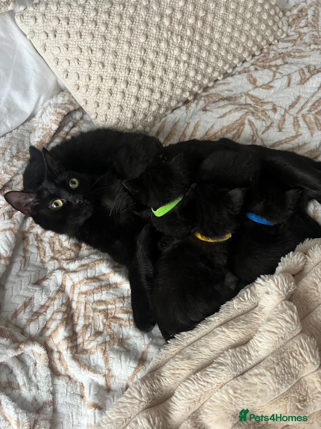 Mixed Breed cats for sale: Ragdoll cross kittens  - Advert 5
