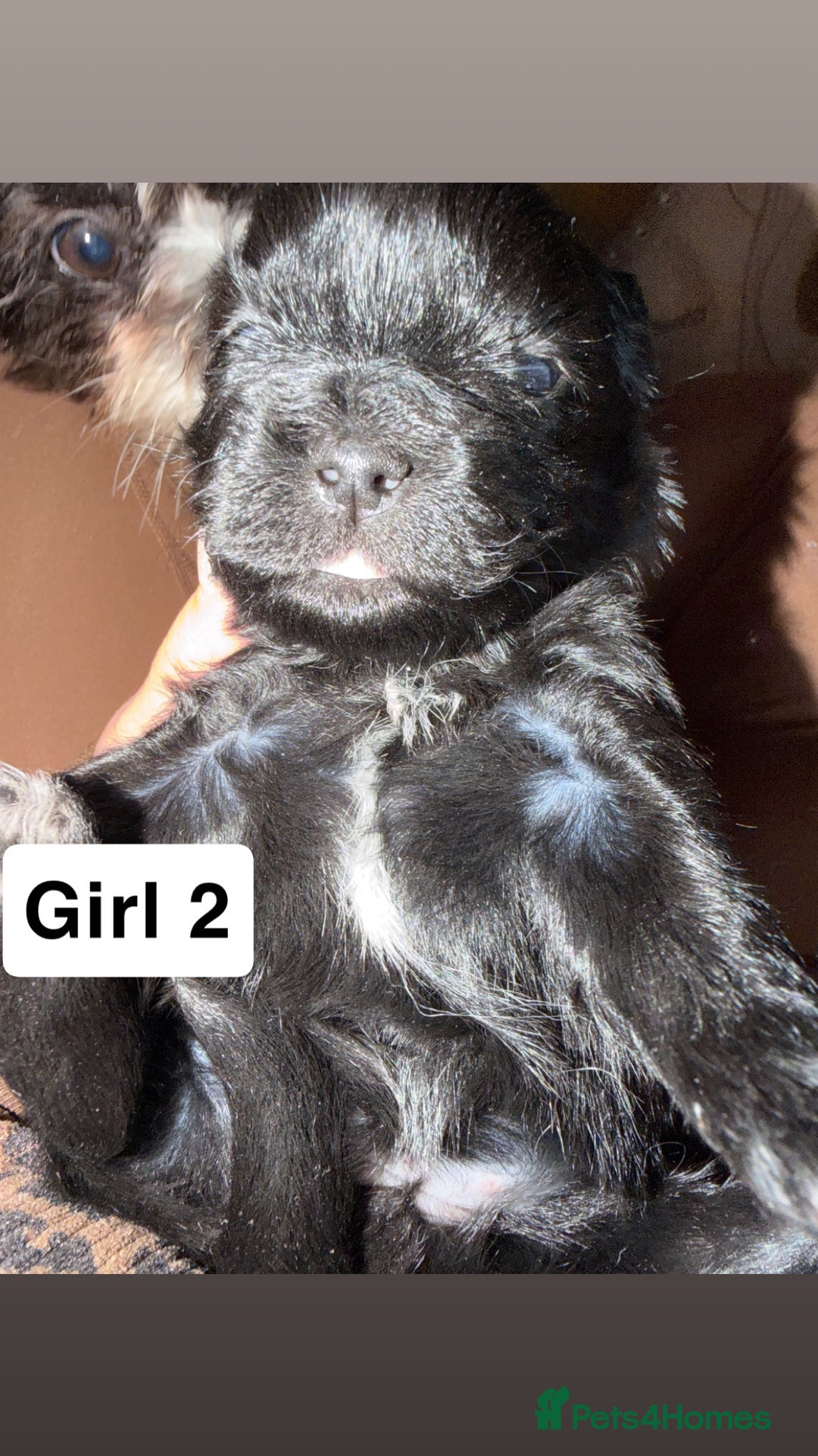 Shihpoo dogs for sale: Shitzu cross poodle puppies - Advert 5