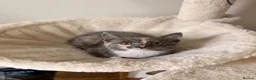 Mixed Breed cats for sale: Grey fluffy kitten in Chelmsford - Advert 6