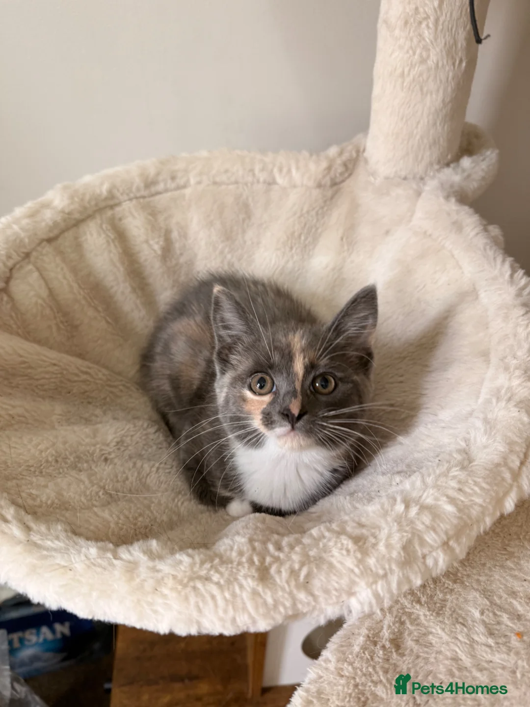 Mixed Breed cats for sale: Grey fluffy kitten in Chelmsford - Advert 6
