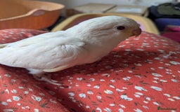 Parakeets birds for sale: Hand reared tamed white and cobalt Quaker parrots  - Image 13