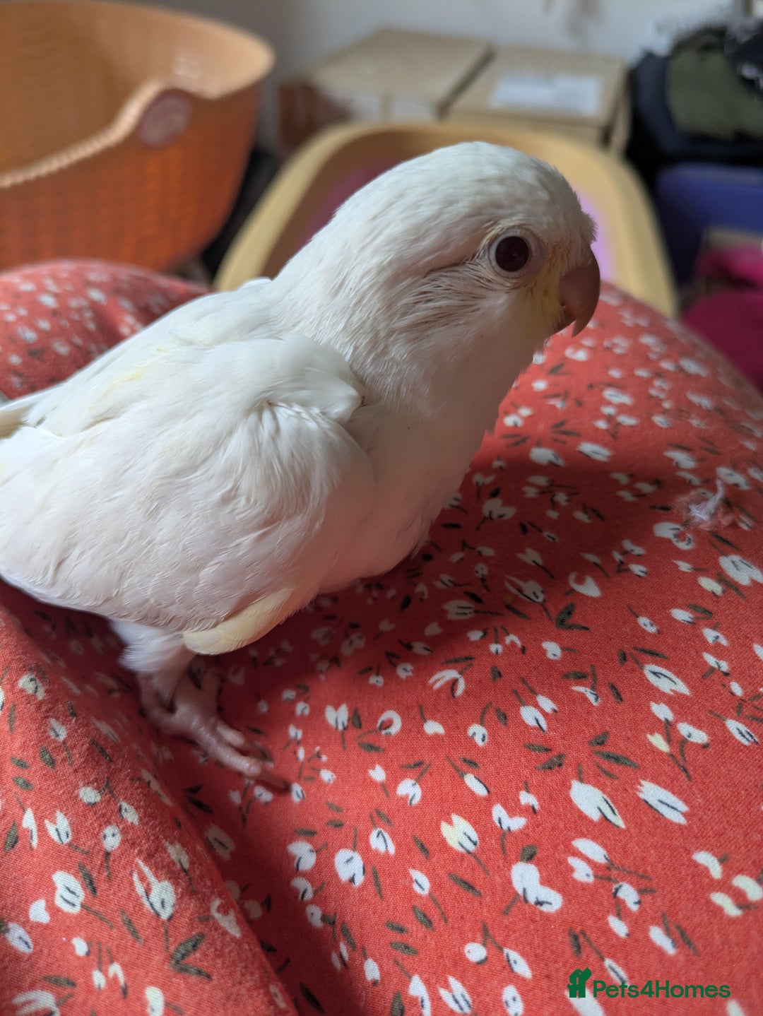 Parakeets birds for sale: Hand reared tamed white and cobalt Quaker parrots  - Image 13