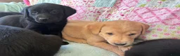 Labrador Retriever dogs for sale: KC Working Labrador Puppies–Health Tested- 3 left! - Advert 11