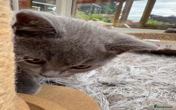 British Shorthair cats for sale: Beautiful Pedigree Shorthair only 3 remaining! - Image 11