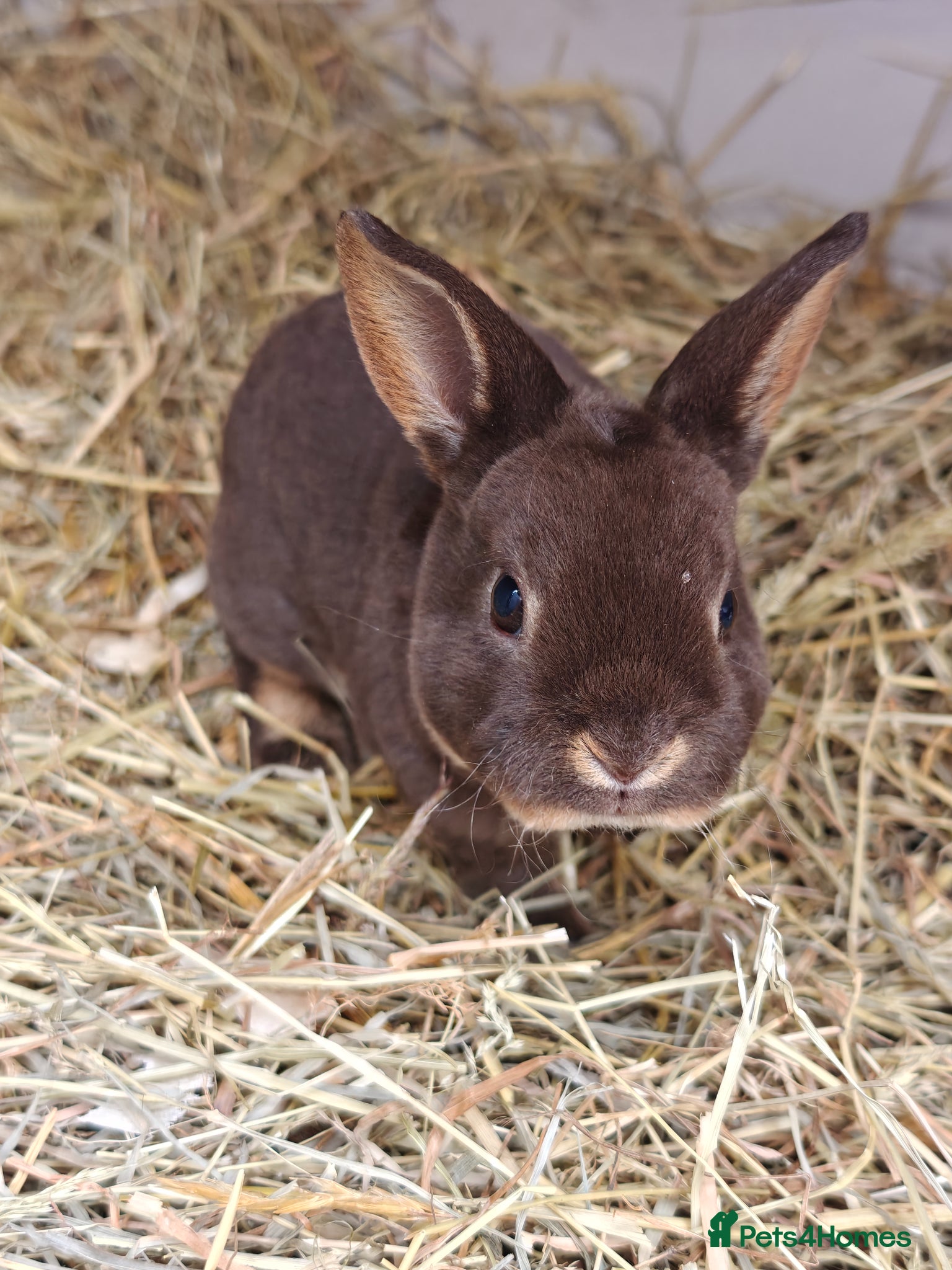 Rex rabbits Mini Rex Rabbits  - Advert 3