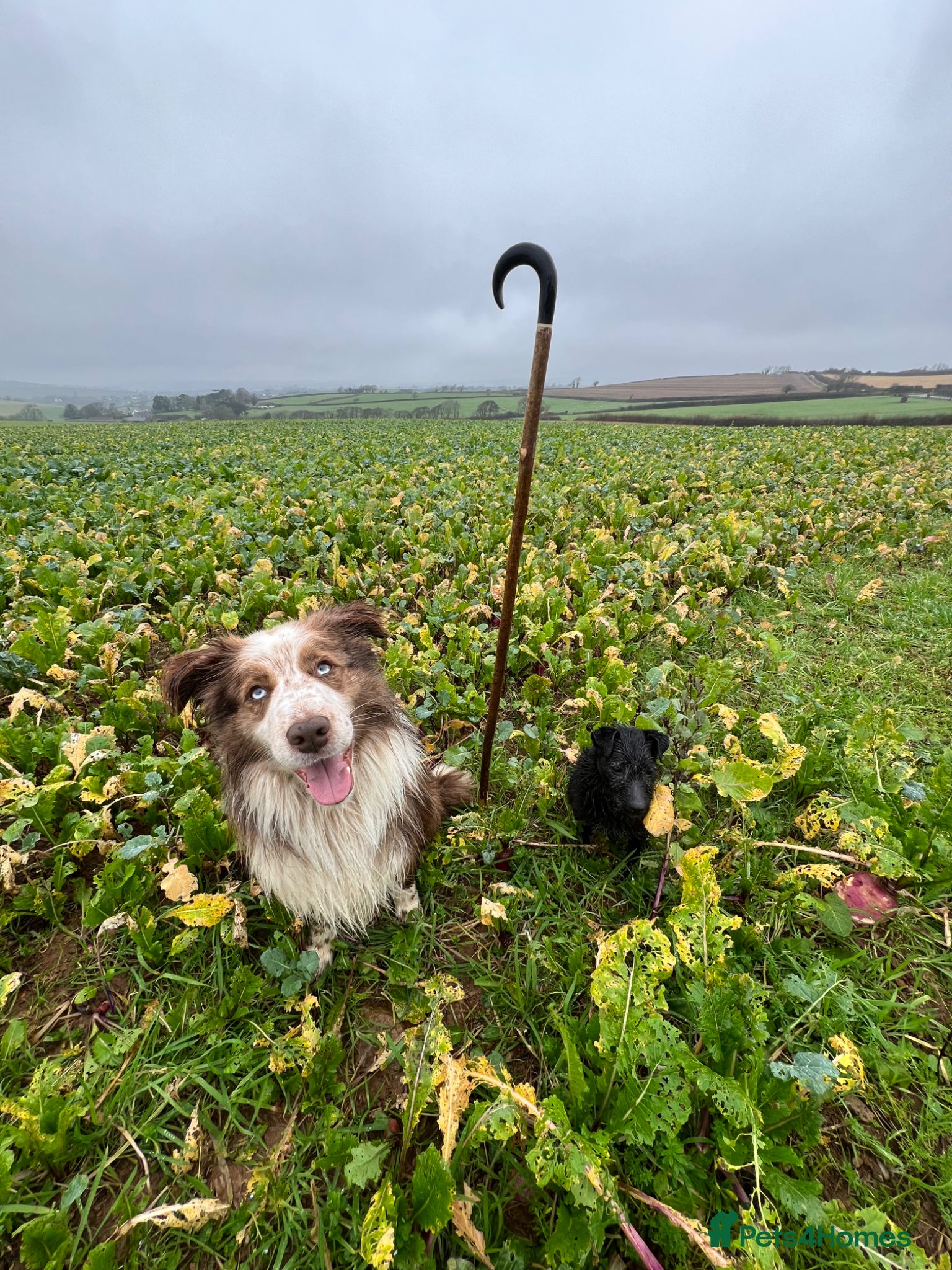 Border Collie dogs for sale: *READ ALL* New home for male Border Collie - Advert 4