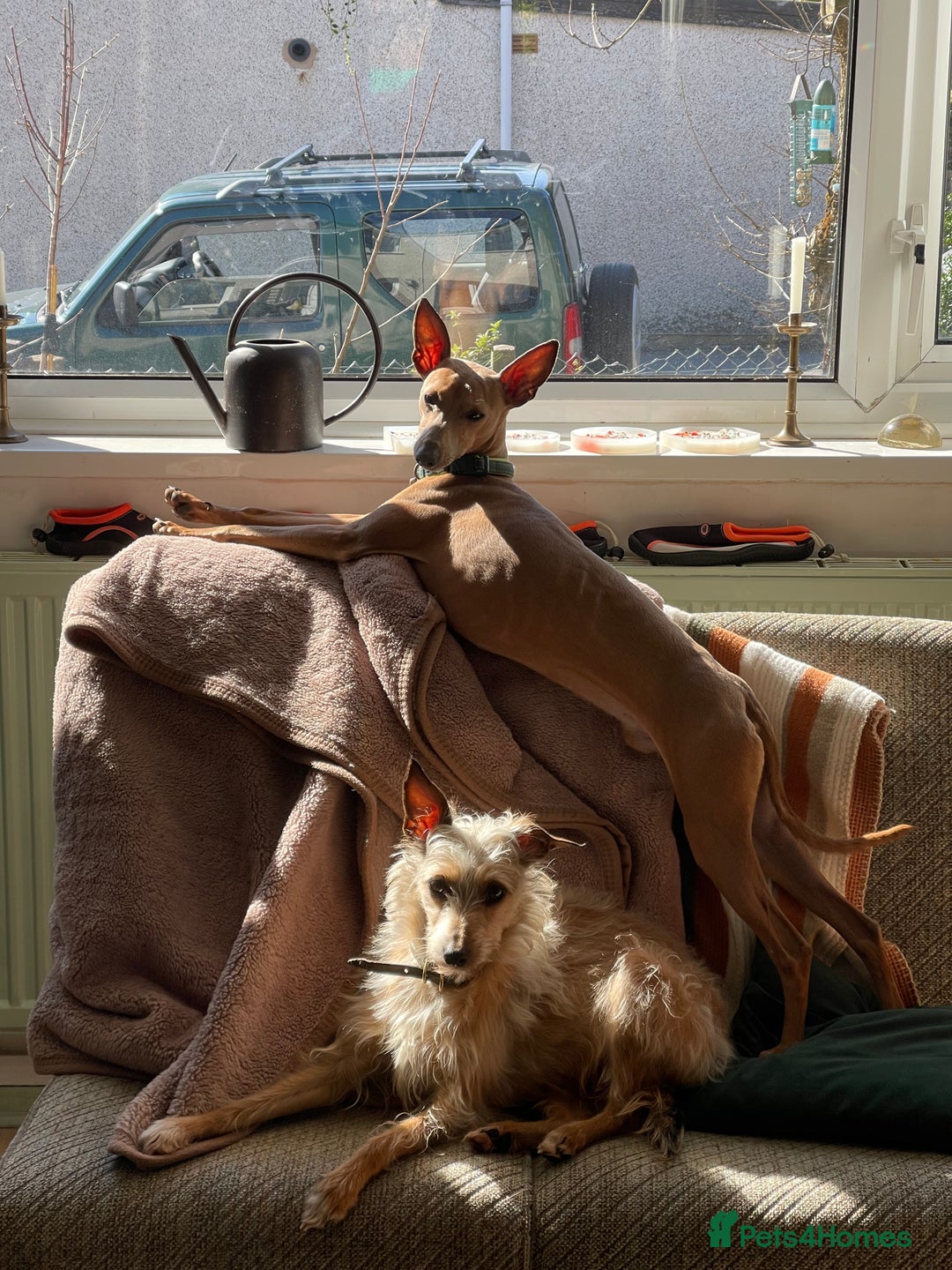 Italian Greyhound dogs for sale: 3/4 Italian greyhound puppies - Image 12