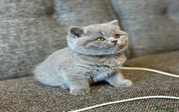 British Shorthair cats for sale: British Shorthair Male Kitten (GCCF) - Advert 30