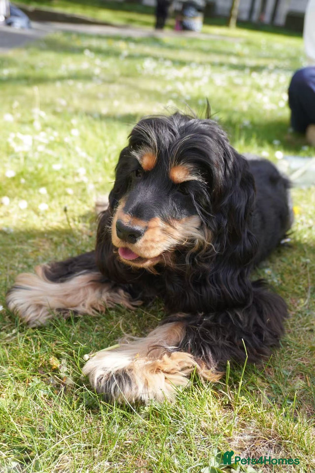 Cocker Spaniel dogs for sale: Adorable and Playful English Cocker Spaniel Puppy - Advert 1