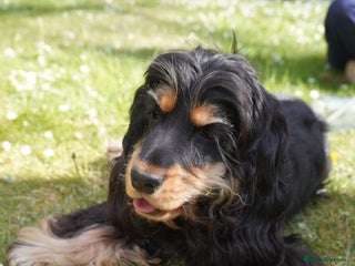 Cocker Spaniel dogs for sale: Adorable and Playful English Cocker Spaniel Puppy - Advert 1