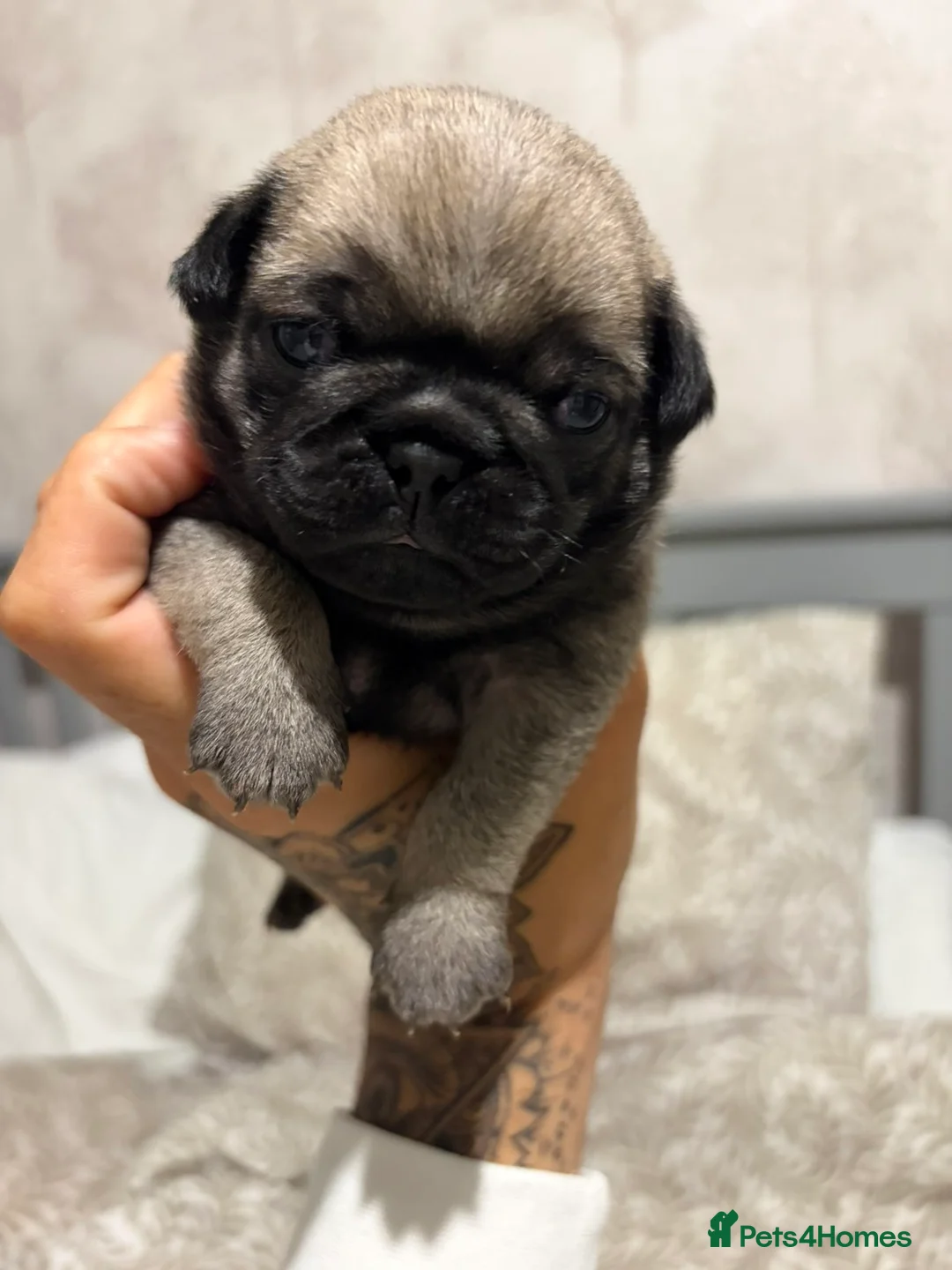 Pug dogs for sale: Pug Puppies - Advert 2