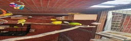 Budgerigars birds for sale: Budgies - Advert 15