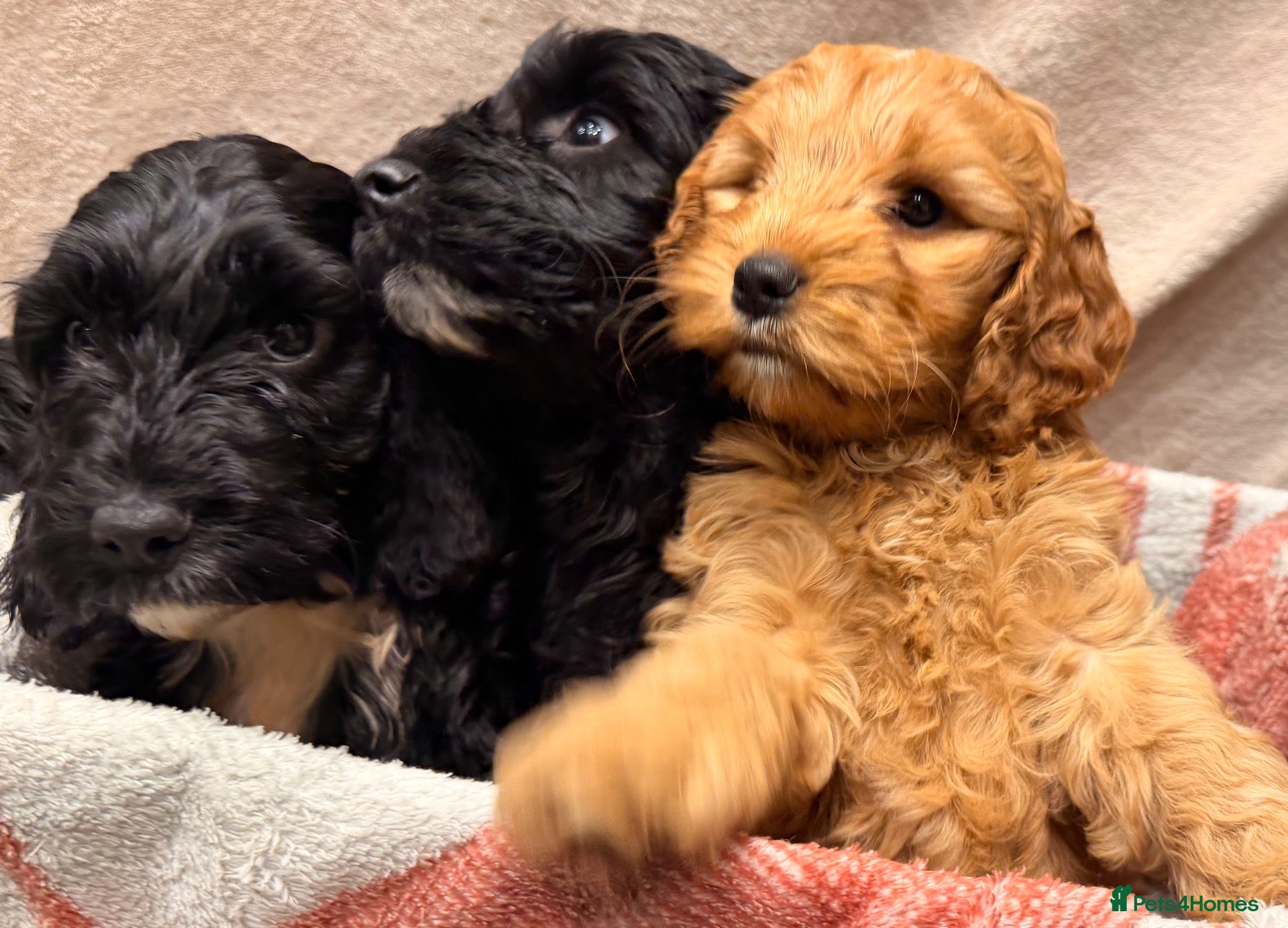 Cockapoo dogs 🐾 **Beautiful Miniature F1b Cockapoo Puppies **🐾 - Advert 1