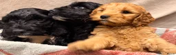 Cockapoo dogs for sale: 🐾 **Beautiful Miniature F1b Cockapoo Puppies **🐾 - Advert 1