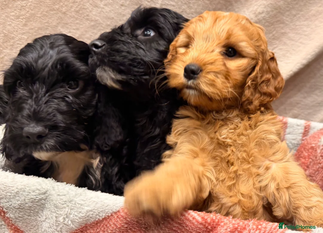 Cockapoo dogs for sale: 🐾 **Beautiful Miniature F1b Cockapoo Puppies **🐾 - Advert 1