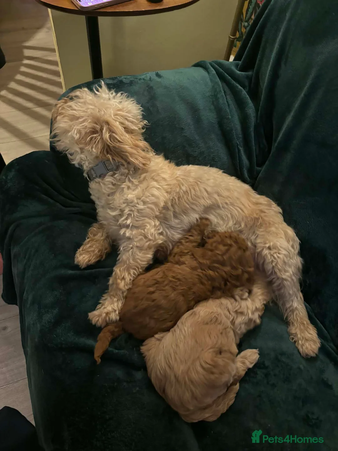 Cavapoo dogs for sale: Cavapoo  - Advert 2