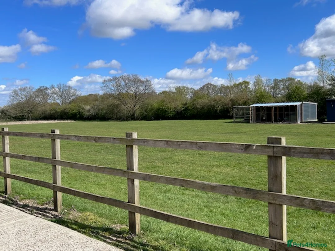 Ducks poultry for sale: 4 Pekin Ducks for Rehoming (3 Female, 1 Male) in Colchester - Advert 17