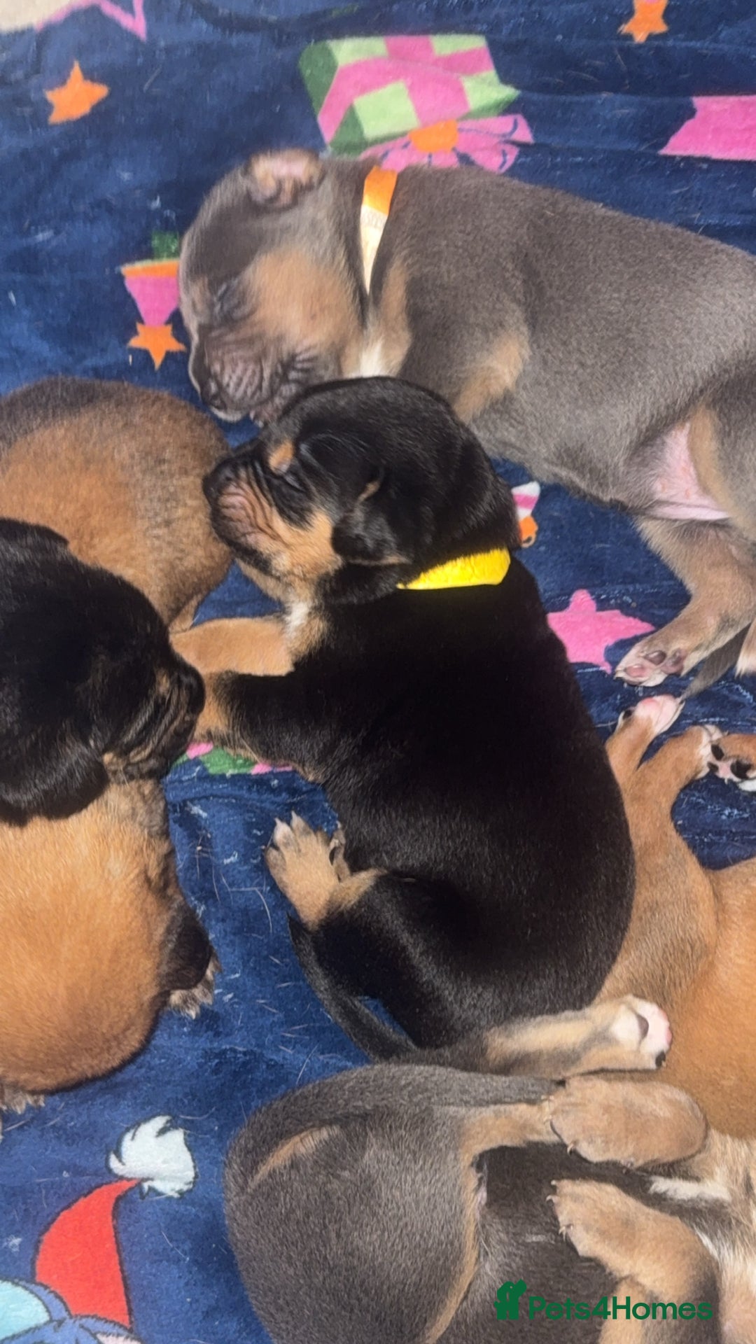 Mixed Breed birds for sale: German shepherd x cane corso pups!  - Advert 11