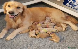 Golden Retriever dogs for sale: Golden Retriever Puppies For Reservation - Image 4