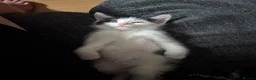 British Shorthair cats for sale: 6 beautiful kittens  in Tipton - Advert 19