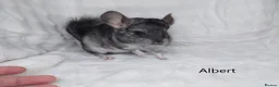 Chinchilla rodents for sale: Two Young Male Pedigree Chinchillas. - Advert 10