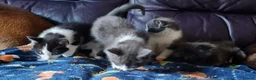 Mixed Breed cats for sale: Beautiful Plush, Fluffy Kittens - RAGBRITS CROSS - Advert 37