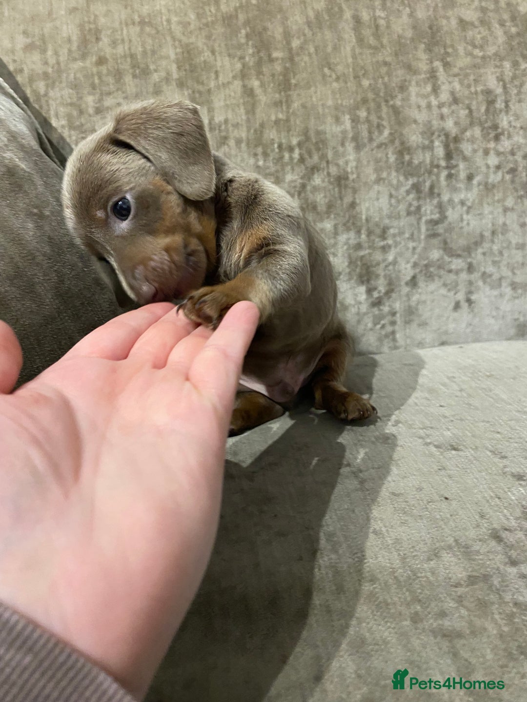 Miniature Dachshund dogs for sale: Miniature Dachshund Puppy 6 - READY NEXT WEEK - Miniature dachshund puppies  - Image 31