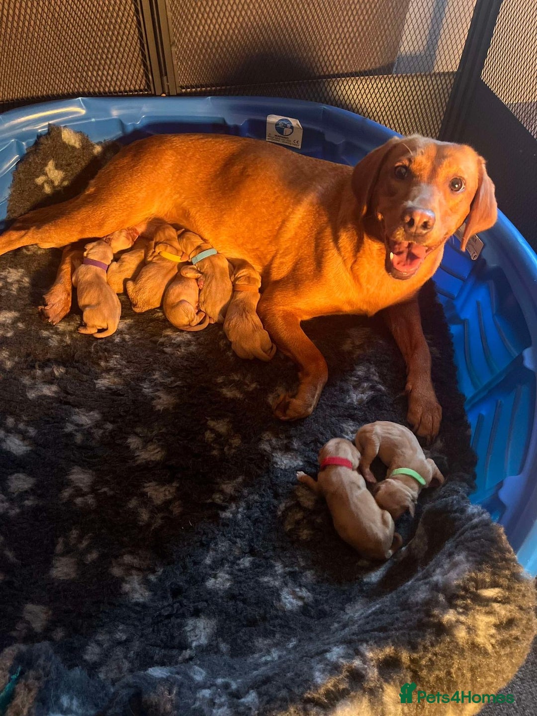 Labrador Retriever dogs for stud: Health Tested Fox red Labrador for Stud  in Wisbech - Image 7