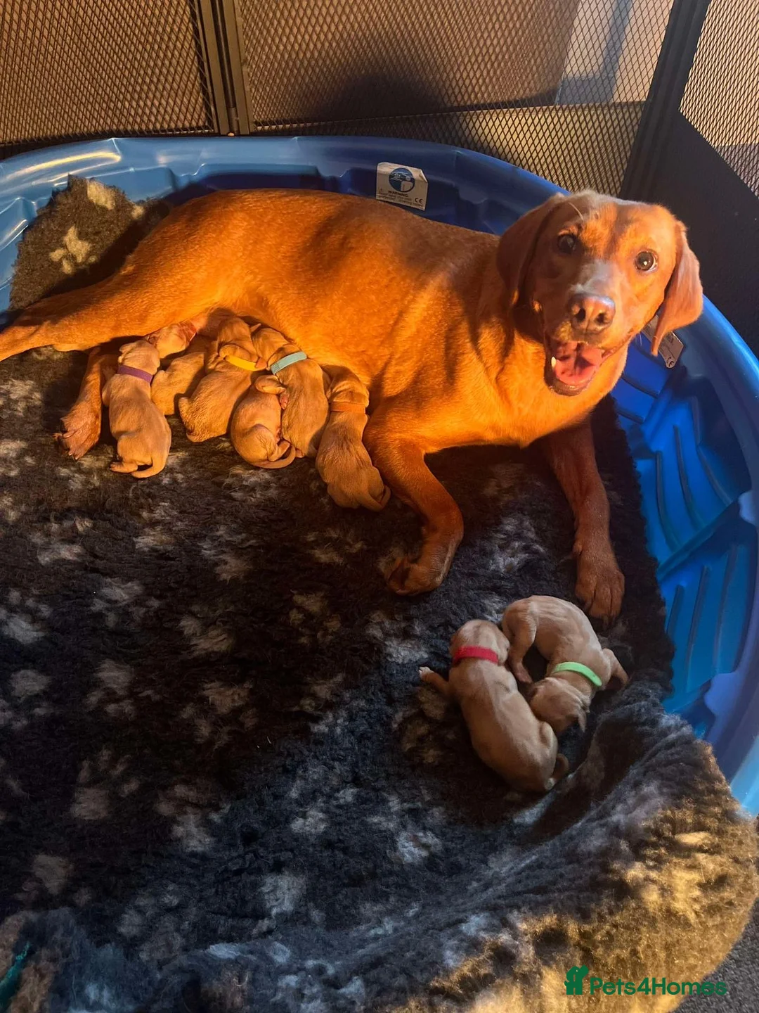 Labrador Retriever dogs for stud: Health Tested Fox red Labrador for Stud  in Wisbech - Advert 9