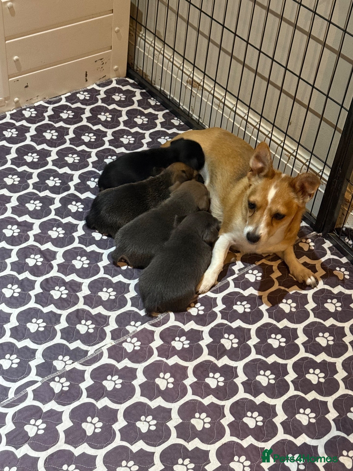 Jack Russell dogs Gorgeous miniature Jack Russell puppies ready now - Advert 6