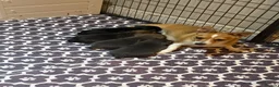 Jack Russell dogs for sale: Gorgeous miniature Jack Russell puppies ready now - Advert 1