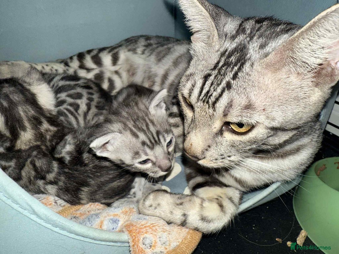 Bengal cats for sale: 3 beautiful silver SBT Bengal - TICA - Image 2