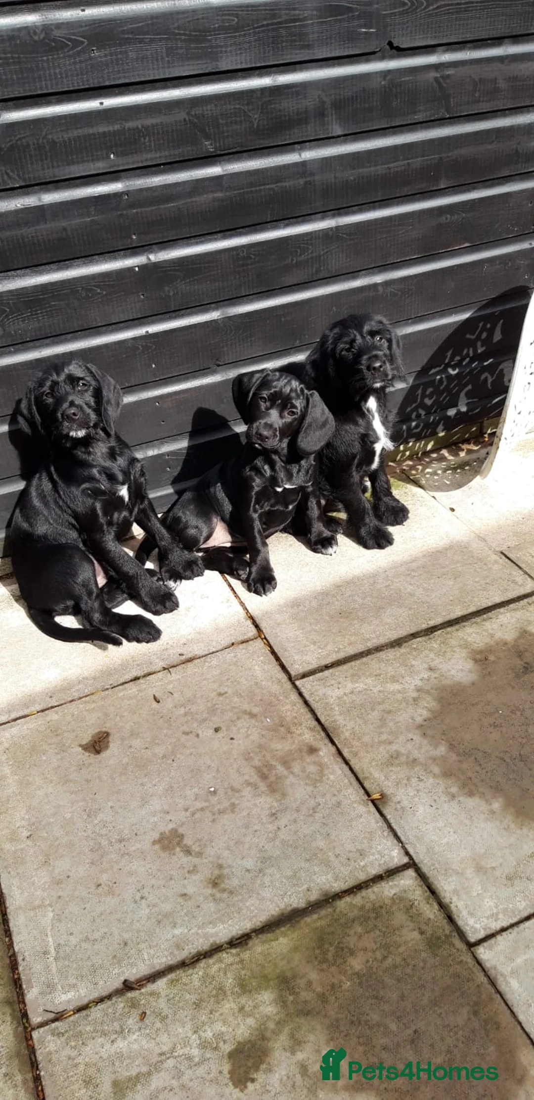 Mixed Breed dogs for sale: show cocker x pups - Advert 2