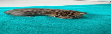 Bengal Kitten 3