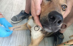 Mixed Breed dogs for adoption: LOLITA, a Superb young Girl - for a Loving HOME - Image 19