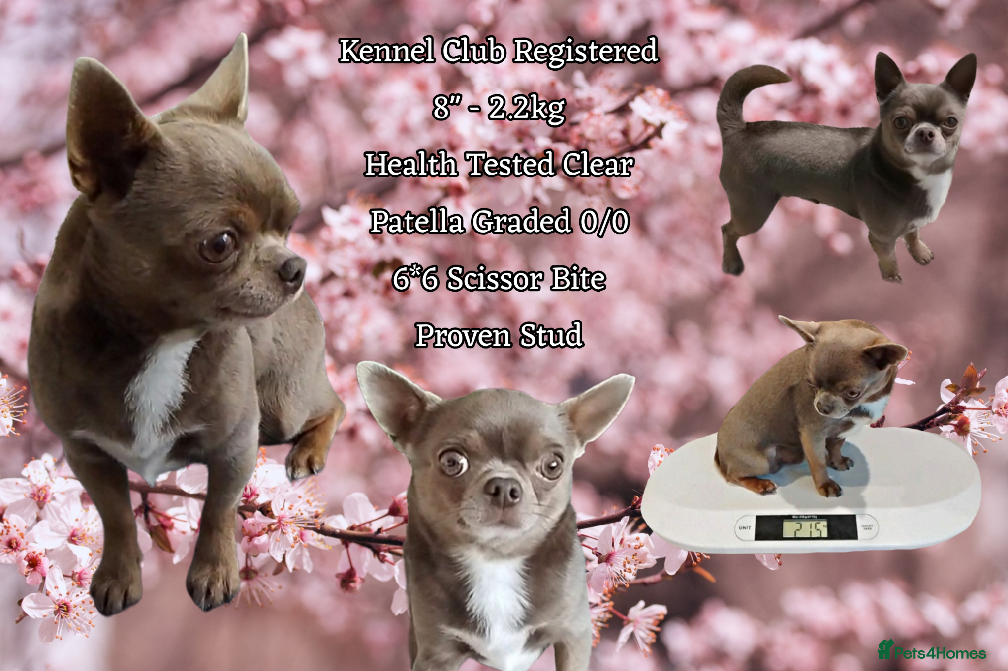 Chihuahua dogs KC reg-Health tested-PROVEN  - Advert 9